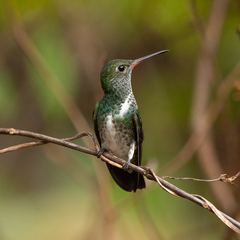 Chionomesa fimbriata