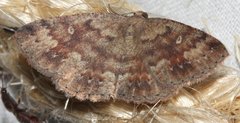 Casbia melanops