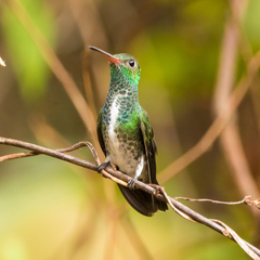 Chionomesa fimbriata