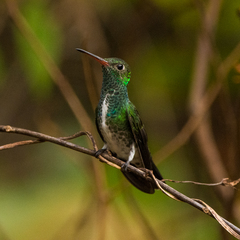 Chionomesa fimbriata
