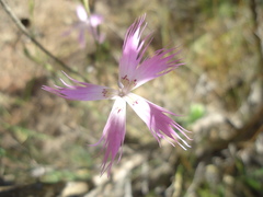 Dianthus broteri
