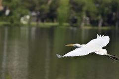 Ardea alba