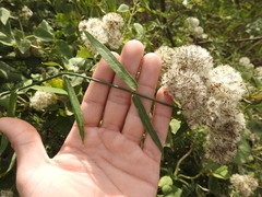 Araujia brachystephana