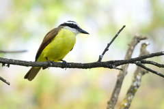 Pitangus sulphuratus