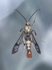 Synanthedon acerrubri