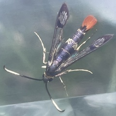 Synanthedon acerrubri