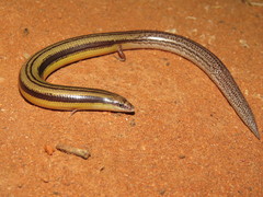 Lerista desertorum