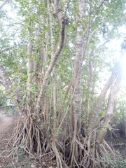 Bravaisia integerrima