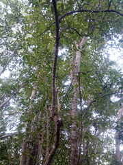 Bravaisia integerrima