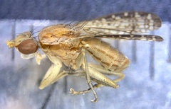 Trypetoptera canadensis