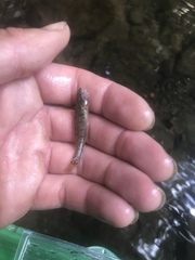 Etheostoma gracile