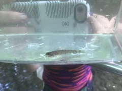 Etheostoma gracile