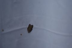 Acleris effractana
