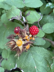 Rubus phoenicolasius