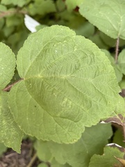 Rubus phoenicolasius