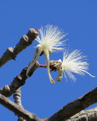 Pseudobombax longiflorum