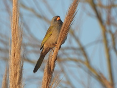 Embernagra platensis