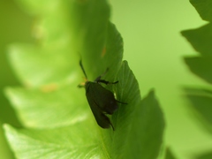 Dichomeris nonstrigella