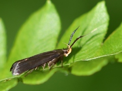 Dichomeris nonstrigella