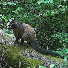 Paguma larvata