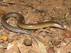Eastern Robust Slider photo 2