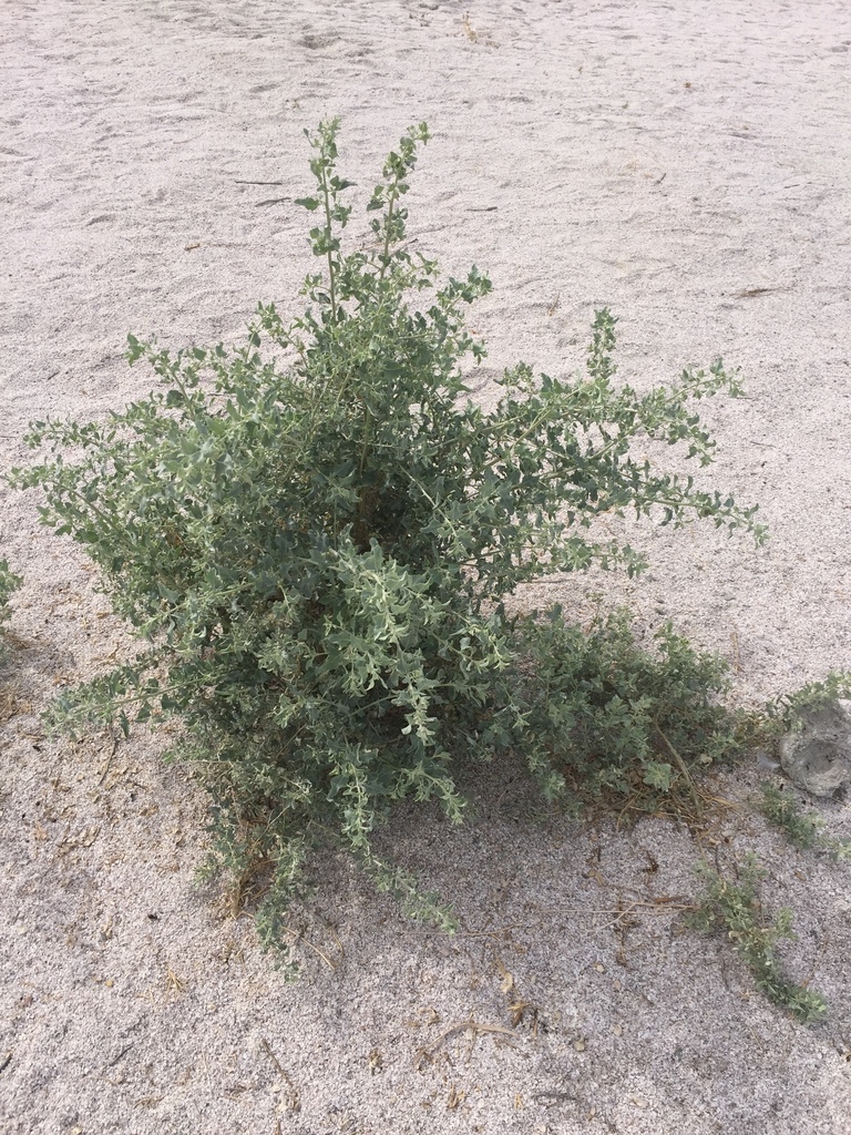 big saltbush from Salton Sea State Recreation Area, Mecca, CA, US on ...