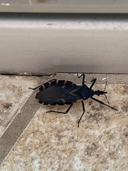 Triatoma gerstaeckeri