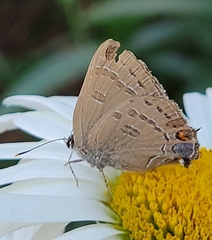 Satyrium calanus