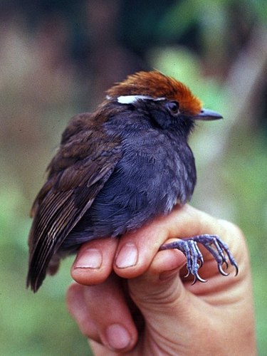 Chestnut-crowned Gnateater