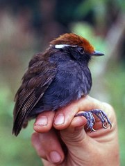 Chestnut-Crowned Gnateater photo 1