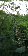 Teucrium scorodonia