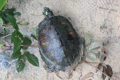 Graptemys flavimaculata