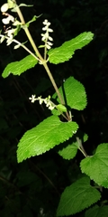 Teucrium scorodonia