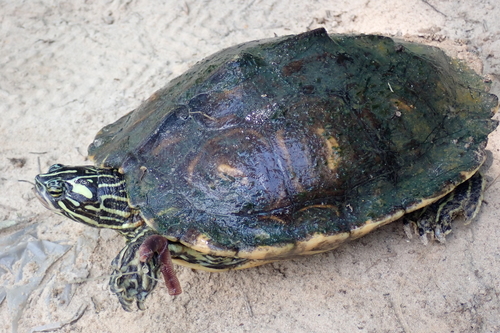Yellow-blotched Map Turtle