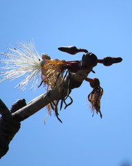 Pseudobombax longiflorum