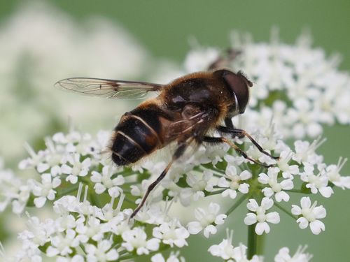 Spot-winged Drone Fly photo 4