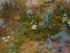 Potamogeton diversifolius