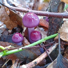 Cortinarius magellanicus