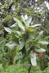 Quercus mexicana