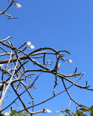 Pseudobombax longiflorum