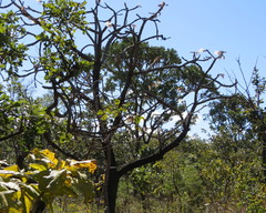 Pseudobombax longiflorum