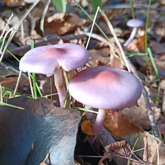 Cortinarius magellanicus