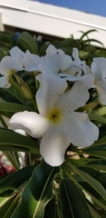 Apocynoideae