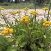 Dune Tansy - Photo (c) Kate Wynne, some rights reserved (CC BY-NC), uploaded by Kate Wynne