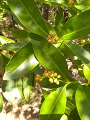 Citharexylum caudatum