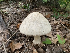 Amanita rhopalopus
