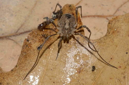 Odiellus spinosus