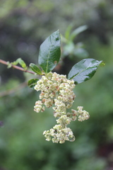 Buddleja parviflora