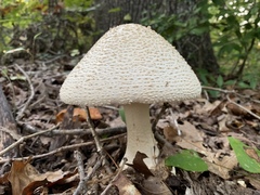 Amanita rhopalopus