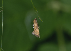 Epermenia illigerella